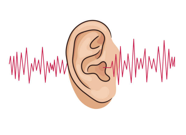 Human ear and audio wave. Listening vector illustration isolated on white Human ear and audio wave. Listening vector illustration isolated on white. human ear stock illustrations