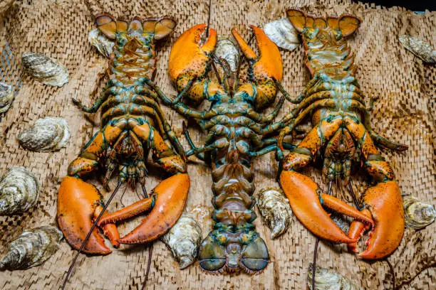 Photo of Lobster in the fishing net