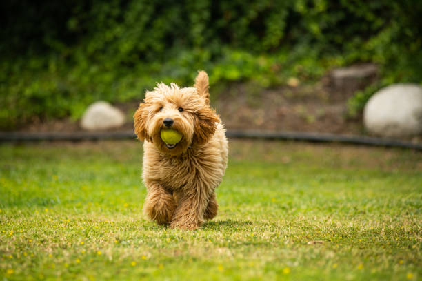 istock Miniature Golden Doodle Playing in the Park 1256202443