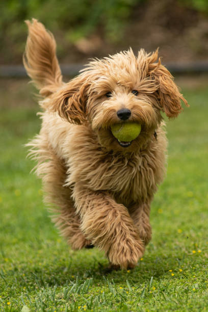istock Miniature Golden Doodle Playing in the Park 1256203185