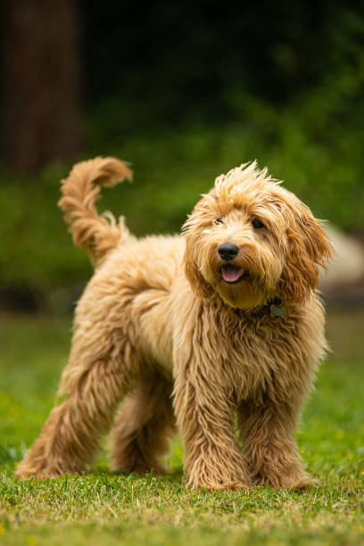 istock Miniature Golden Doodle Playing in the Park 1256203186