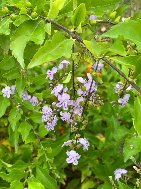 istock blue purple lilac flowers Skyflowers, Duranta erecta 1256203246