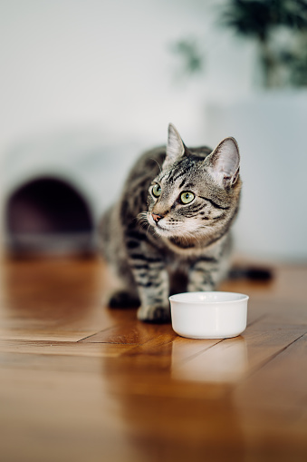 cute little curious cat is sitting next to a food bowl, and looking away