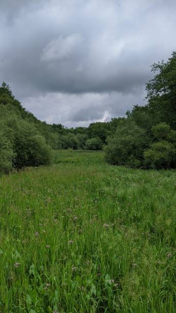 istock Banks of Lac St-Pierre (photo1) 1256208592