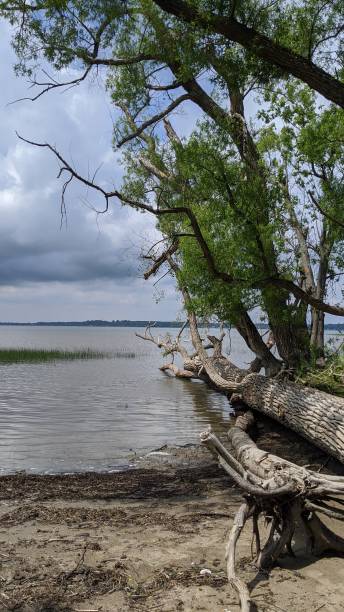 istock Banks of Lac St-Pierre (photo11) 1256208728