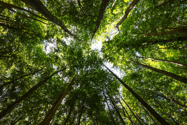 mitten im wald - blätterdach stock-fotos und bilder