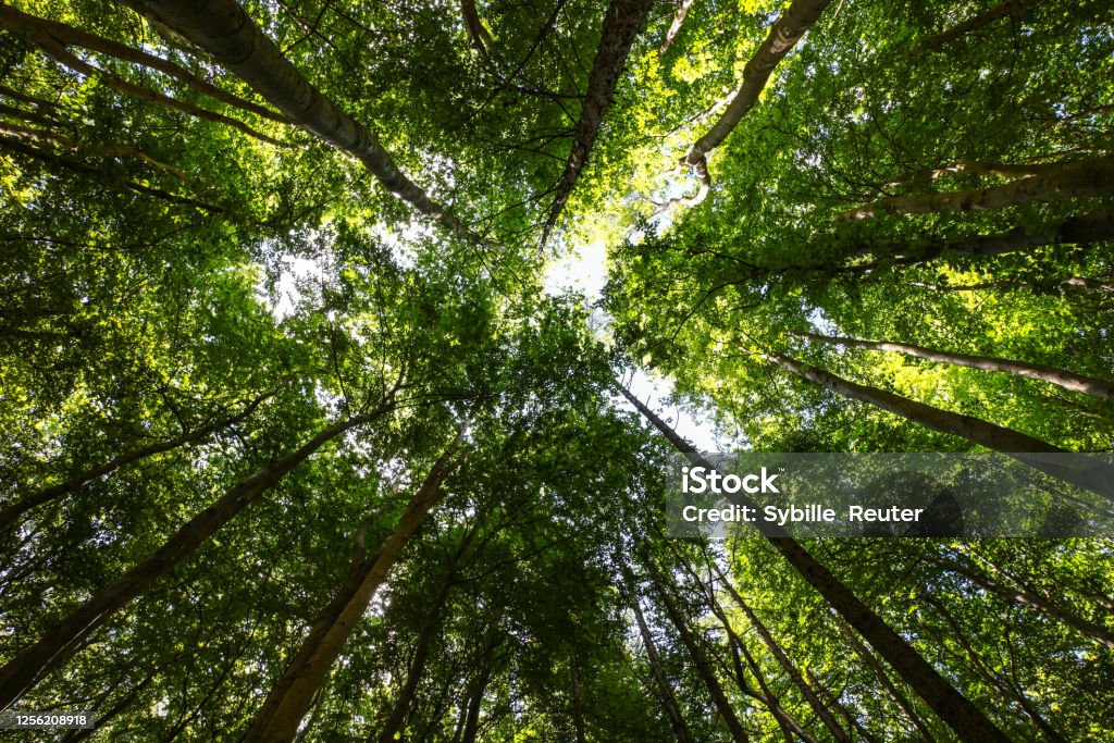 Corazón del bosque - Foto de stock de Bosque libre de derechos