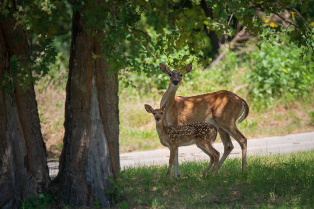 White-tailed deer, fawn and mother, under a shady tree White-tailed deer, fawn and mother, under a shady tree in the woods on a hot summer day in Texas doe photos stock pictures, royalty-free photos & images