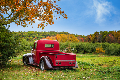 Old antique red farm truck in apple orchard against autumn landscape background. Blue sky on a sunny fall day in New England.