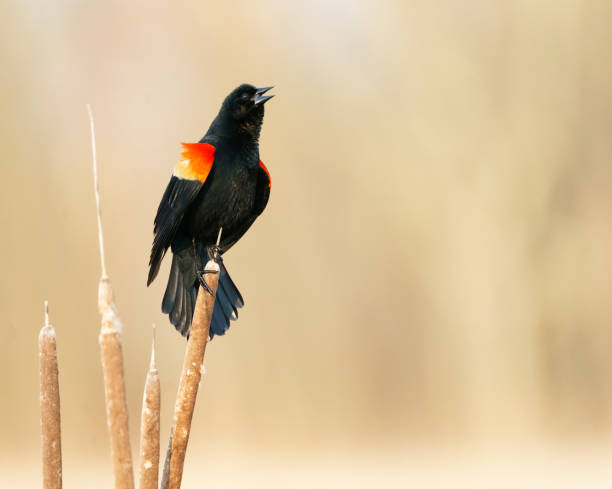 istock Red-winged Blackbird Calling in a Wetland 1256209844