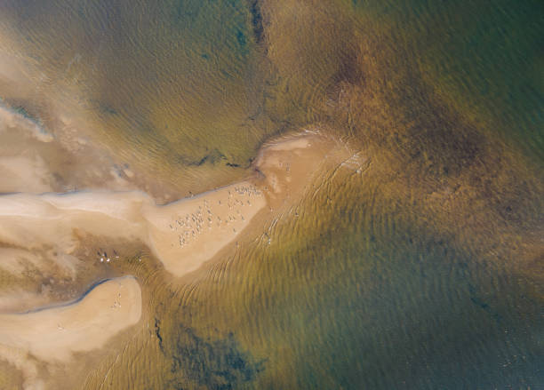 istock Waves in the yellow sandy beach ocean coast, view from the height 1256209909