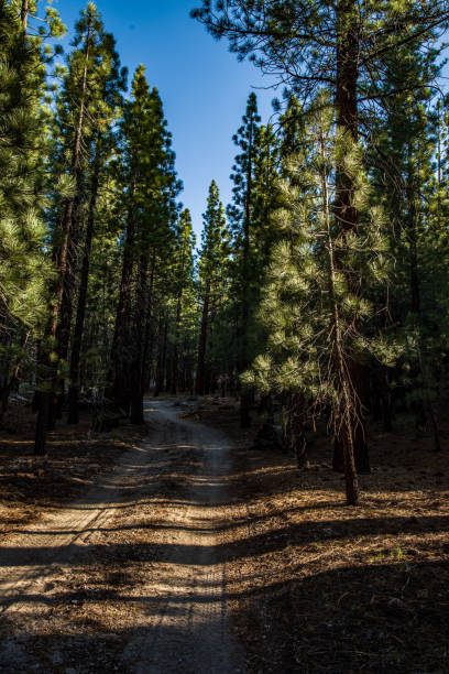 istock morning sunlight slants thru forest selectively lighting pine trees 1256211659