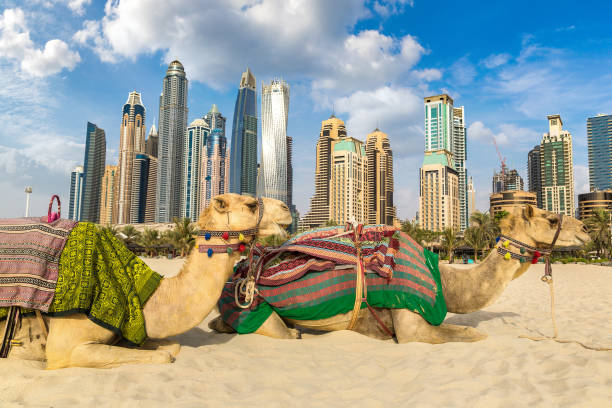 istock Camel in front of Dubai Marina 1256211991