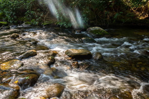 istock River cruising the jungle on a very preserved location 1256213334