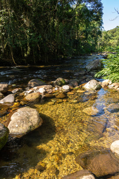 istock River cruising the jungle on a very preserved location 1256213343