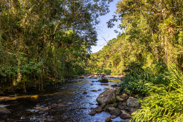 istock River cruising the jungle on a very preserved location 1256213376