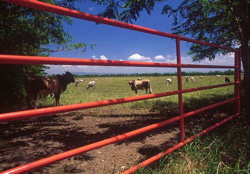 Cattle farm, Barinas state, Venezuela