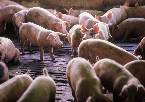 Pig farm, Venezuela