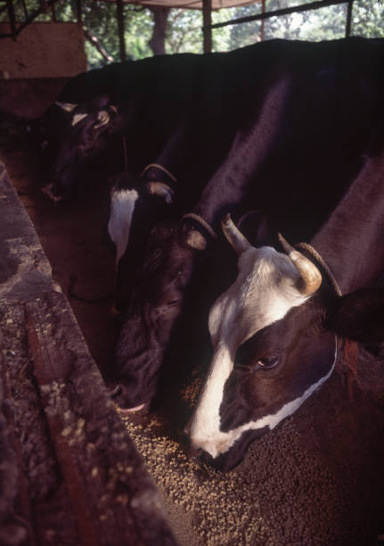 Cows in cattle pen Cattle farm, Venezuela dairy herd stock pictures, royalty-free photos & images