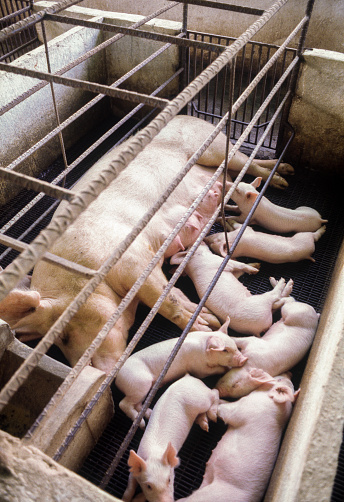 Pig farm, Venezuela