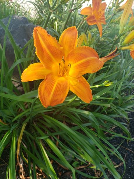 istock Orange tiger lilies in grass 1256213563