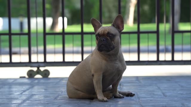 French bulldog sitting outdoor against metal gate.