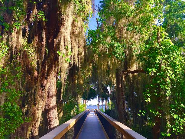 istock Wood Bridge in the Forest 1256219772