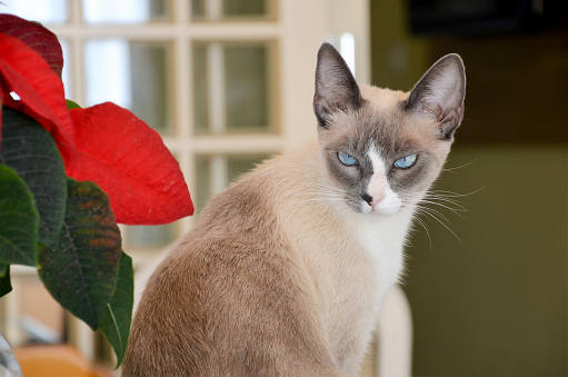 This adorable siamese cat is giviing his mean look to the dogs outside.