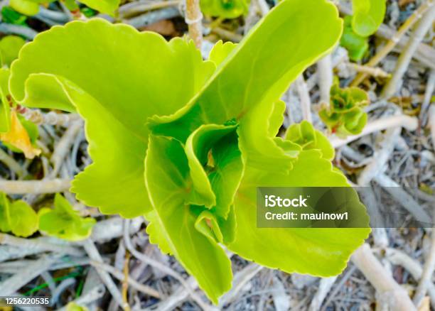 Kalanchoe Modoc Stock Photo - Download Image Now - Horizontal, Kalanchoe, Leaf