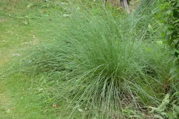 Muhlenbergia is a Poaceae evergreen prennial plant.