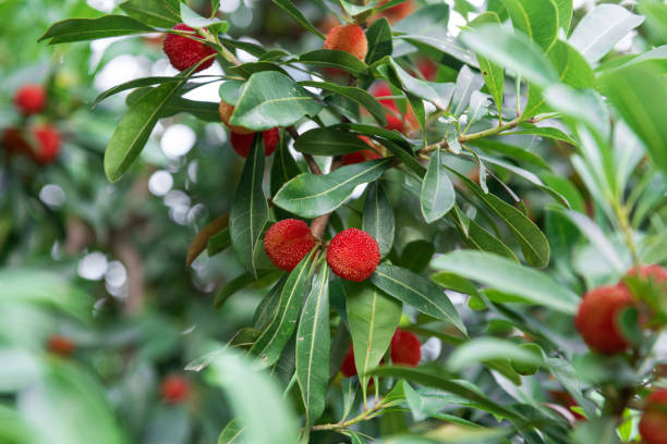 istock Fresh red bayberry with leaves on natural background 1256223177