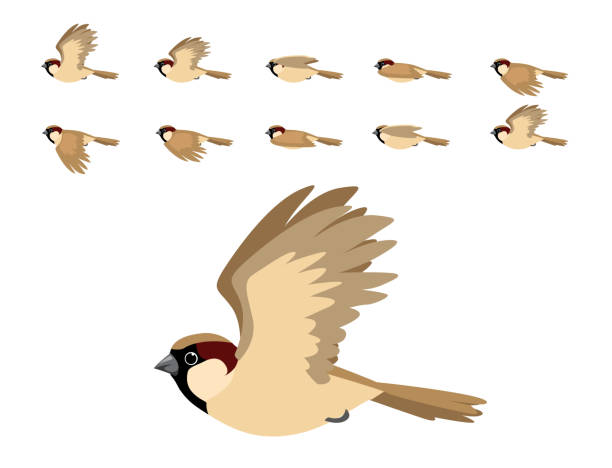 House Sparrow Flying Animation Cute Cartoon Vector Illustration Animal Cartoon EPS10 File Format passer domesticus stock illustrations