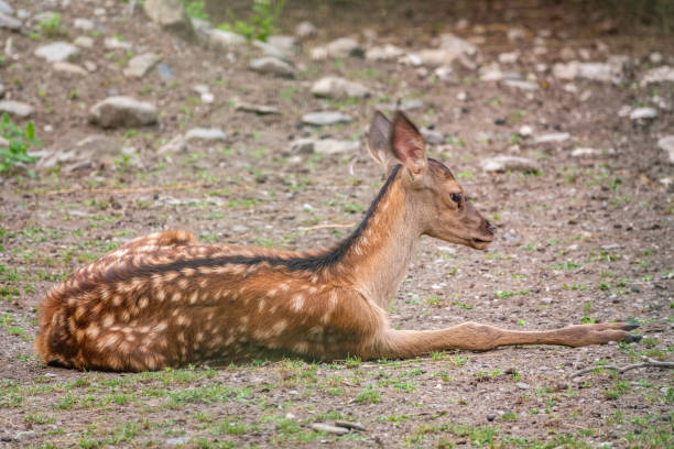 istock A young sika deer Lying on the ground and grass 1256227965