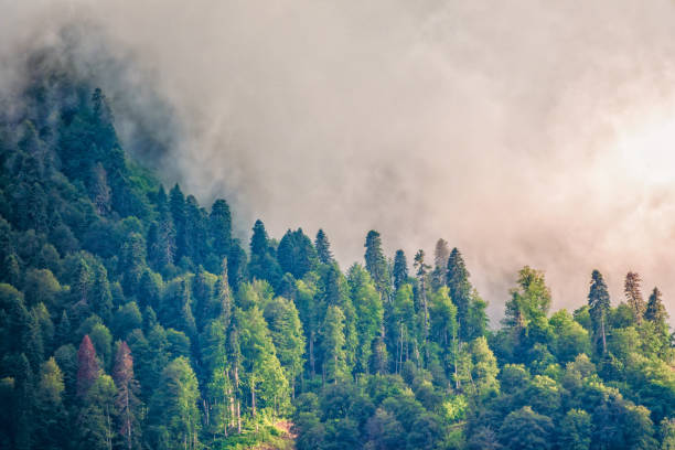 wysoka góra z zielonymi zboczami ukrytymi w chmurach i mgle. - sochi hill tree wet zdjęcia i obrazy z banku zdjęć