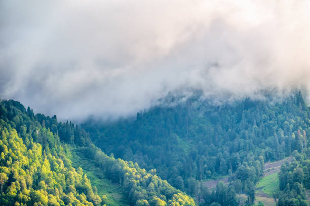 wysoka góra z zielonymi zboczami ukrytymi w chmurach i mgle. - sochi hill tree wet zdjęcia i obrazy z banku zdjęć
