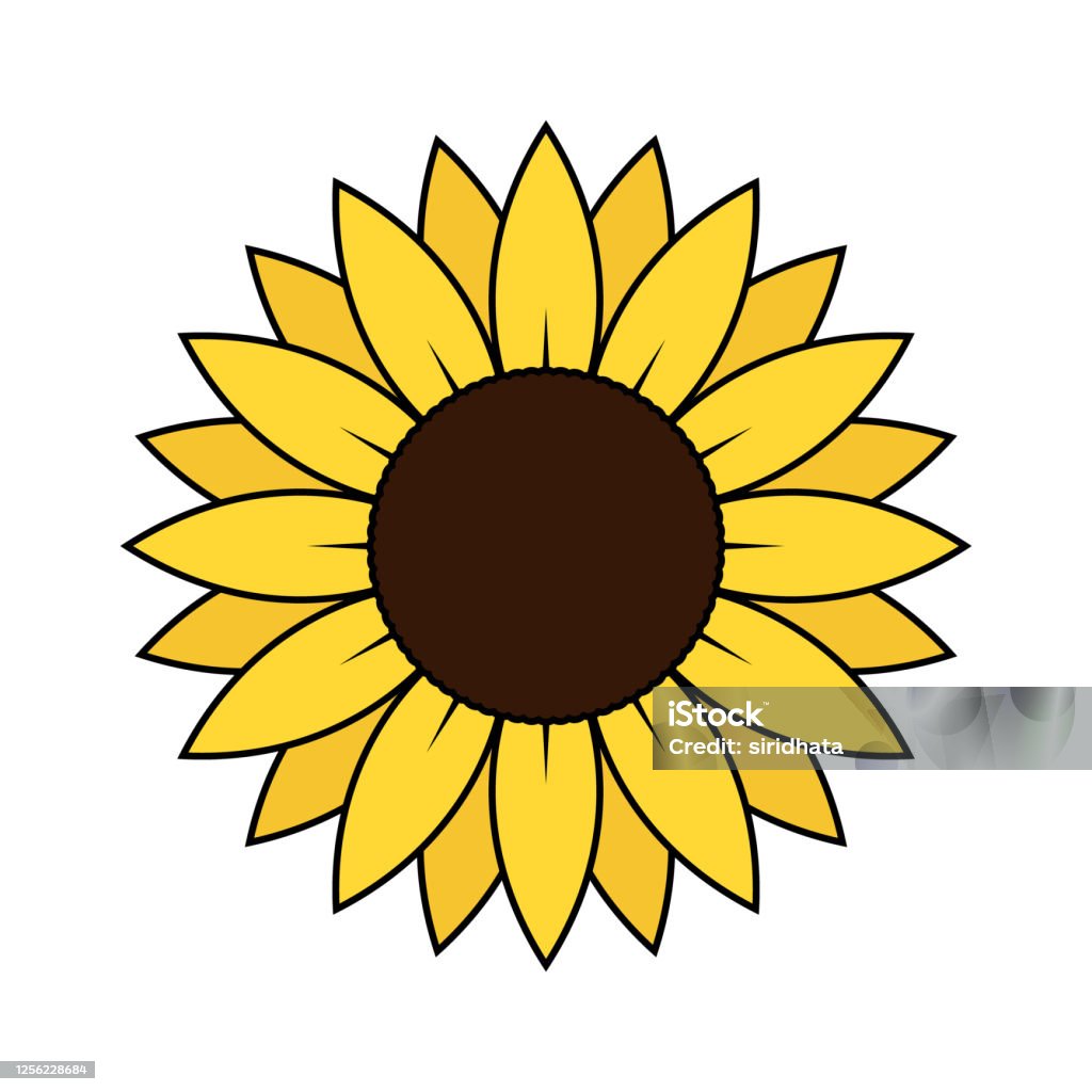 Vector Simple Isolated Sunflower Illustration Stock Illustration ...