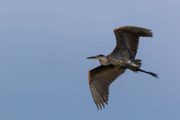 istock Great Blue Heron flyover on a summer morning blue sky 1256232594