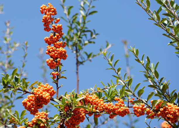 Bright Orange Firethorn Berries stock photo