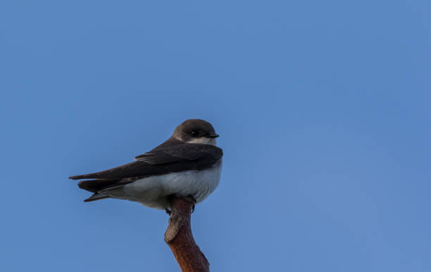 istock Tree Swallow perched on branch blue sky background 1256232626