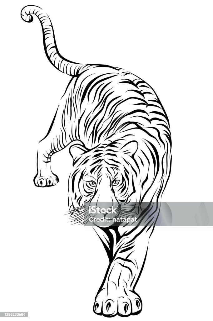Tiger Step Forward On White Background Vector Image Stock Illustration -  Download Image Now - iStock