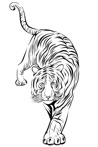 Tiger Step Forward On White Background Vector Image Stock Illustration -  Download Image Now - iStock