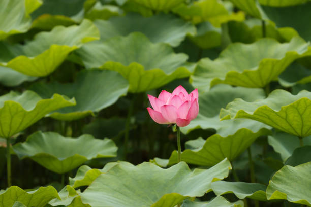 istock various lotus flowers  in the botanical garden 1256236194