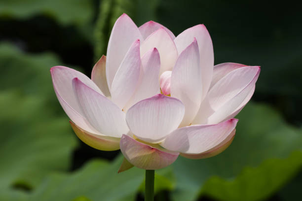 istock various lotus flowers  in the botanical garden 1256236244