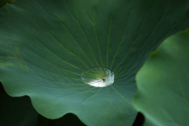 vari fiori di loto nel giardino botanico - water lily lotus flower water foto e immagini stock