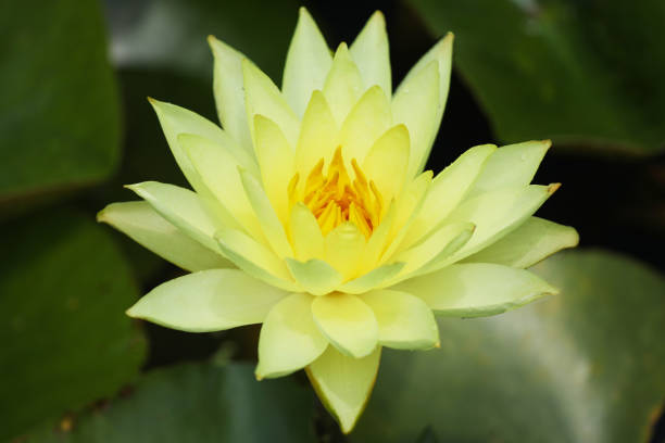 istock various lotus flowers  in the botanical garden 1256236299