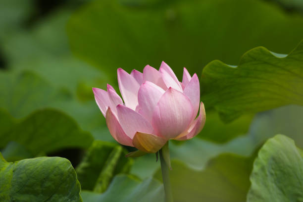 istock various lotus flowers  in the botanical garden 1256236307