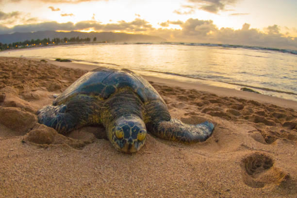 istock Sea turtle at the beach Northshore Hawaii 1256236567