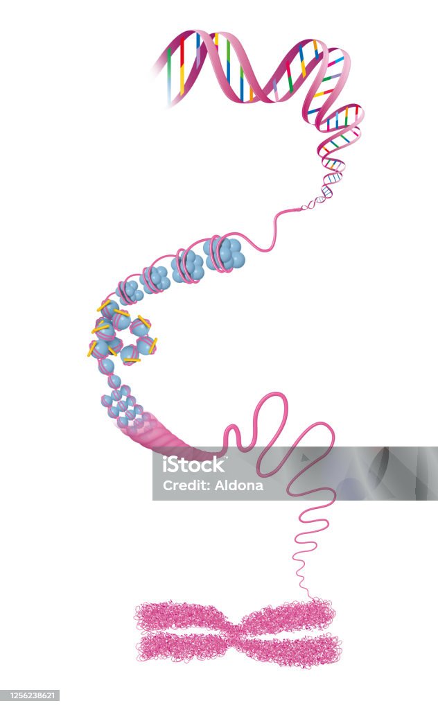 Struktura chromosomów. Dna - Zbiór ilustracji royalty-free (Chromatin)