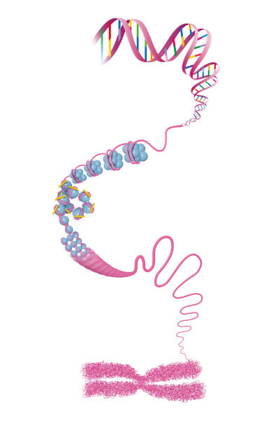 struktura chromosomów. dna - mitoma stock illustrations