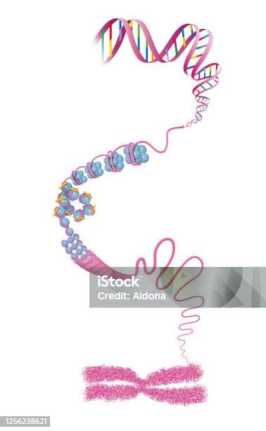 Struktura Chromosomów Dna - Stockowe grafiki wektorowe i więcej obrazów Chromatin - Chromatin, Chromosom, DNA